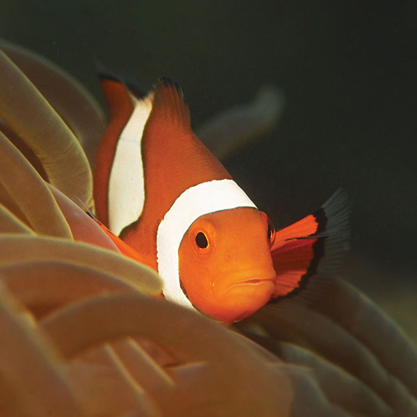clownfishsq