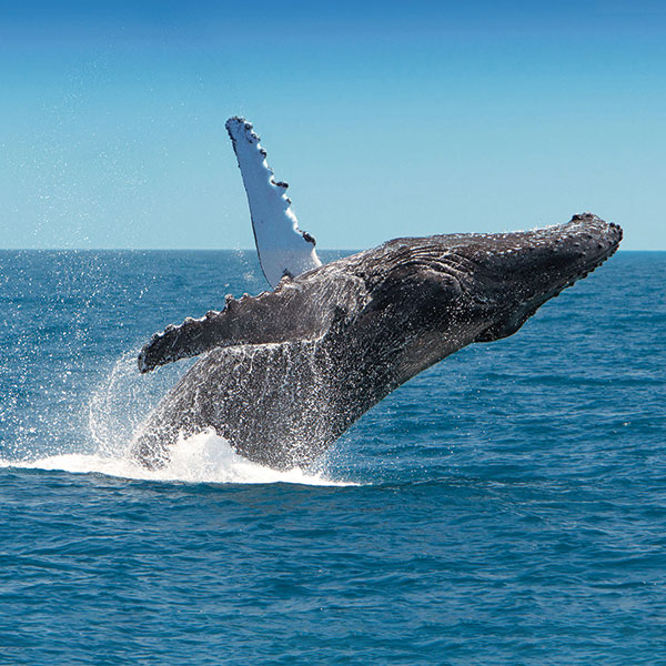 whalesq